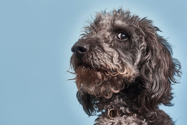 Why Your Dog Might Think You’re a Bonehead