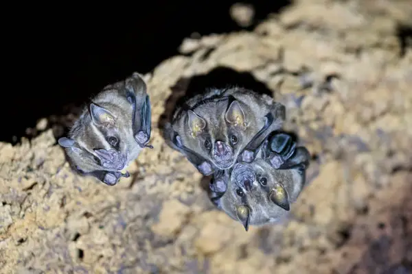 Sick Vampire Bats Restrict Grooming to Close Family