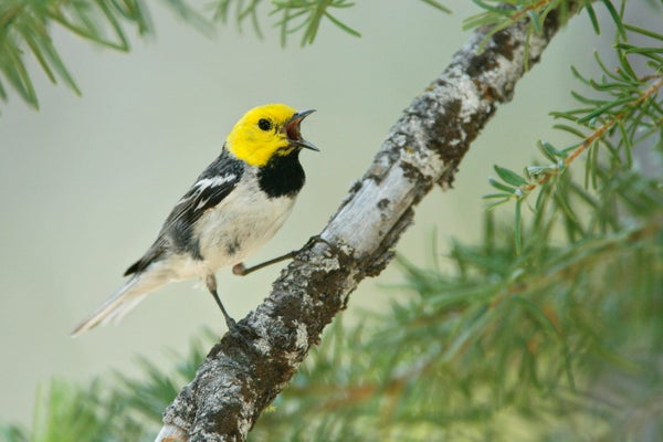 Warbler Species Fires Up Song Diversity