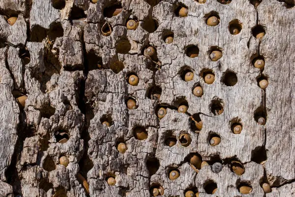 Acorn Woodpeckers Fight Long, Bloody Territorial Wars