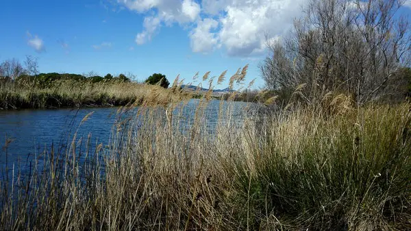 Bacteria Helped Plants Evolve to Live on Land