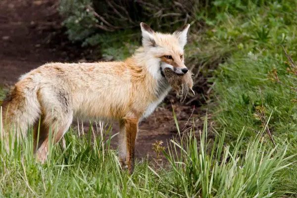 Foxes Have Dined on Our Leftovers for 30,000 Years