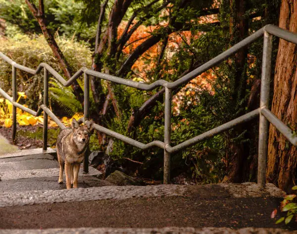 Coyotes Eat Everything from Fruits to Cats