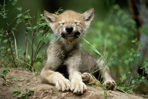 Some Wolf Pups Show Innate Fetching Talent