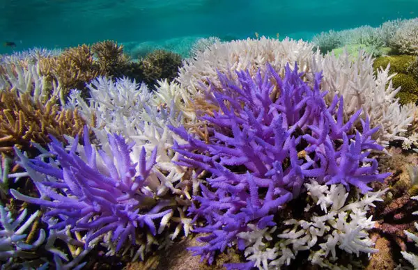 Colorful Corals Beat Bleaching | Scientific American