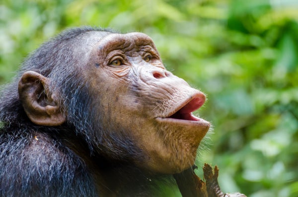 Human Speech Evolution Gets Lip-Smacking Evidence