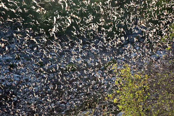 These Hawks Have Figured Out How to See the Bat in the Swarm