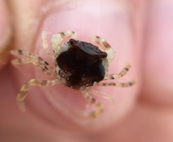 Stress from Undersea Noise Interferes with Crab Camouflage