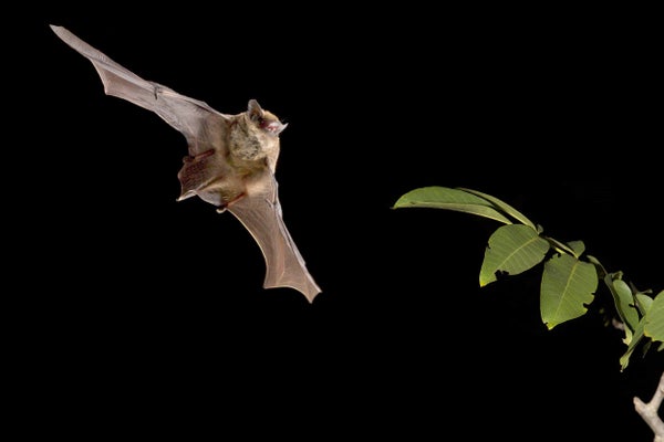 Bats on Helium Reveal an Innate Sense of the Speed of Sound