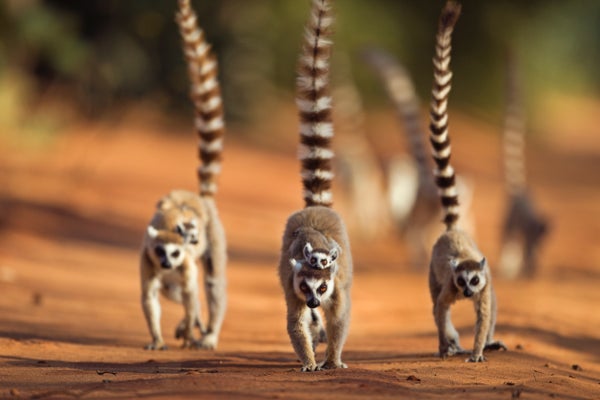 Lemur Flirting Uses Common Scents