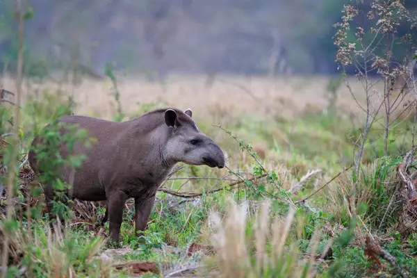 Tapirs Help Reforestation via Defecation