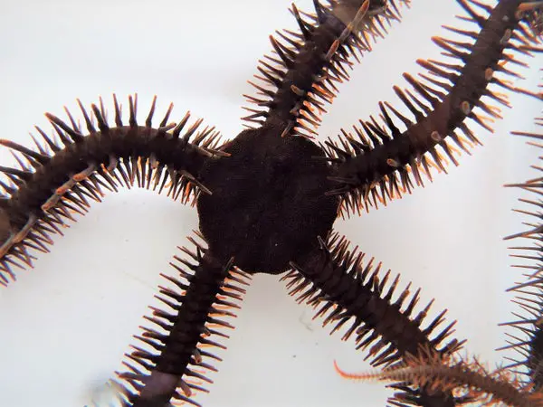 Brittle Stars Can “See” without Eyes