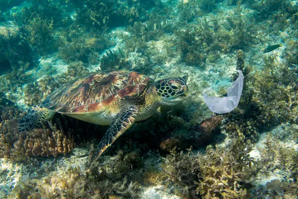 Ocean Plastic Smells Great to Sea Turtles