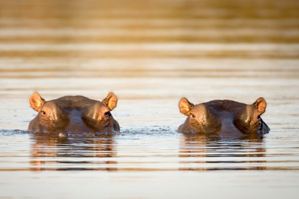 Pablo Escobar’s Hippos Could Endanger Colombian Ecology