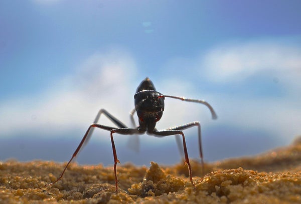 These Ants Are Probably Better at Navigating Than You Are