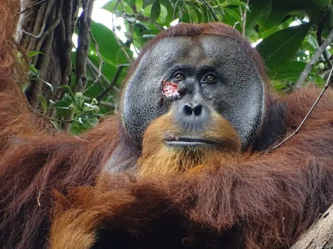 Orangutan seen healing face wound with medicinal plant for first time