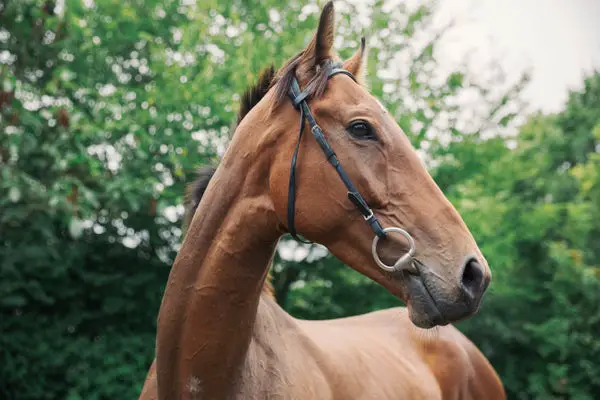 Thoroughbred Horses Are Increasingly Inbred