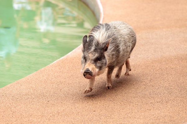 Why Pet Pigs Are More like Wolves Than Dogs