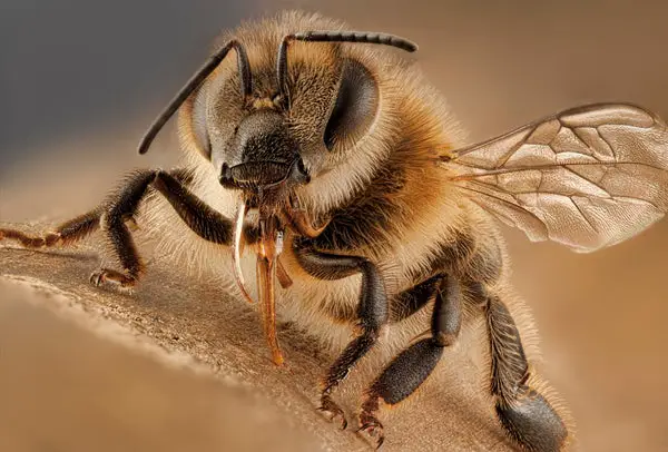 Virus-Infected Bees Practice Social Distancing