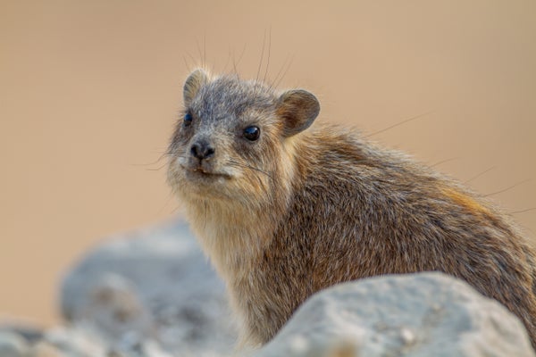 These Small Mammals Snort to a Different Tune