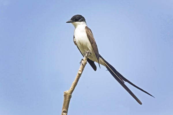 Fluttering Feathers Could Spawn New Species