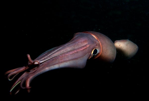 Squid’s Glowing Skin Patterns May Be Code