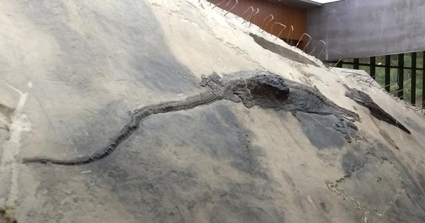 Prehistoric Marine Reptile Died after a Giant Meal