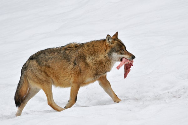 Humans May Have Befriended Wolves with Meat