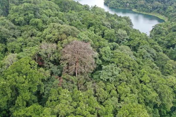 Death by Lightning Is Common for Tropical Trees