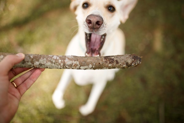 Play Helped Dogs Be Our Best Friends