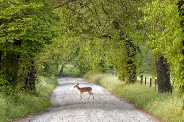 Animals Appreciate Recent Traffic Lull