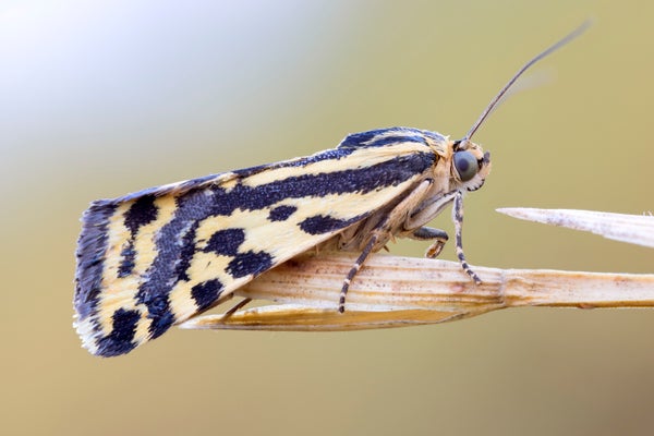 Moths Flee or Face Bats, Depending on Toxicity