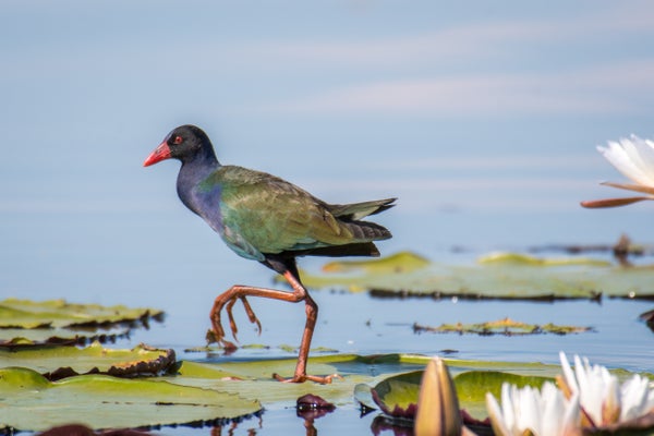 Bird Fossil Shared Earth with T. rex