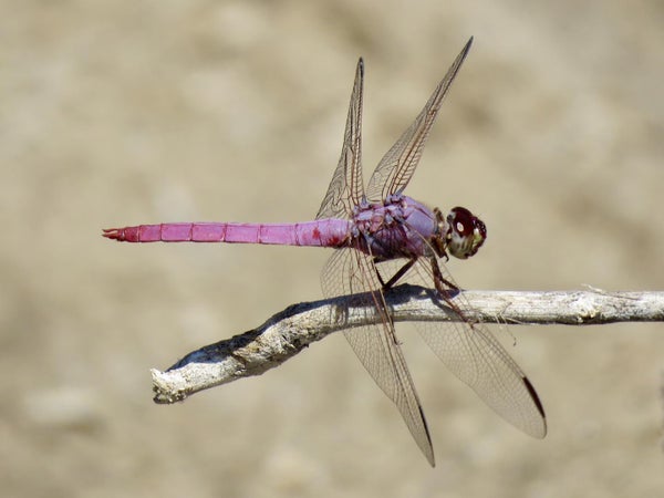 River Ecosystem Restoration Can Mean Just Add Water