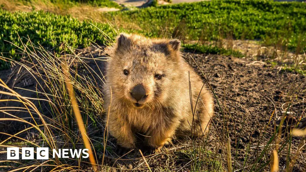 Tasmania entices tourists with ‘odd jobs’ offer