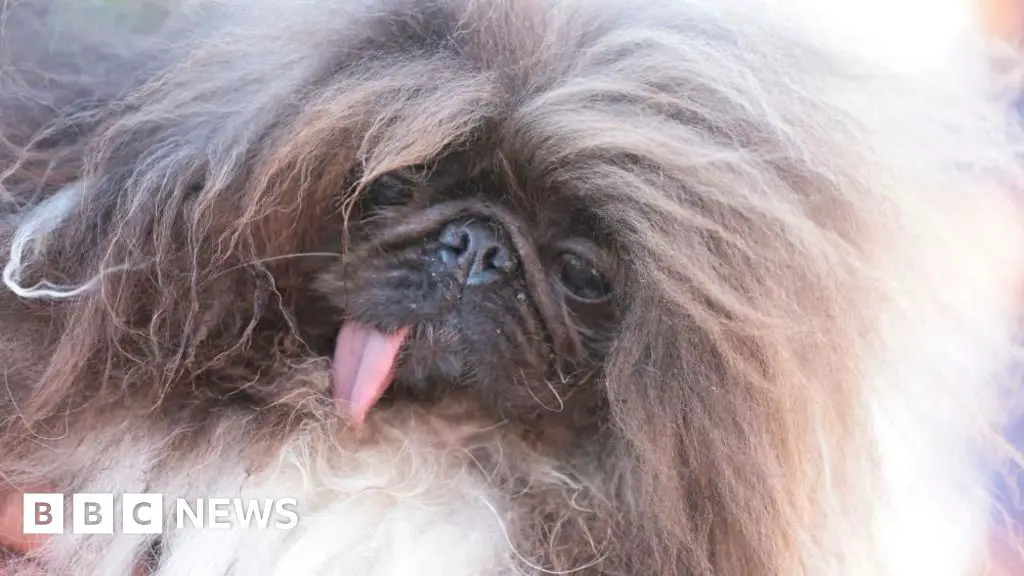 World’s ugliest dog contest won by Wild Thang