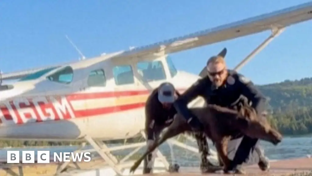 Moment baby moose is rescued from Alaska lake