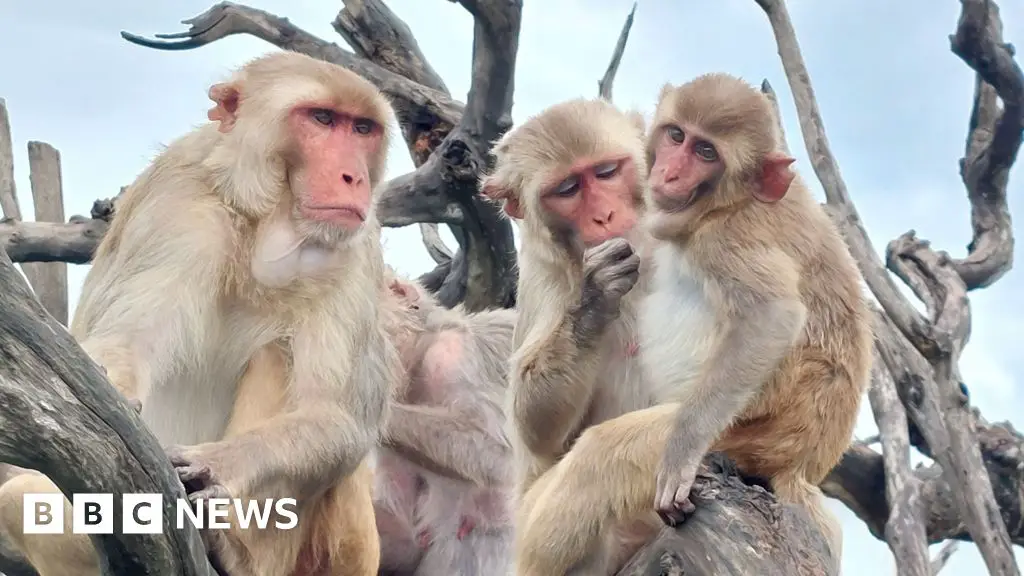 Monkeys got along better after hurricane