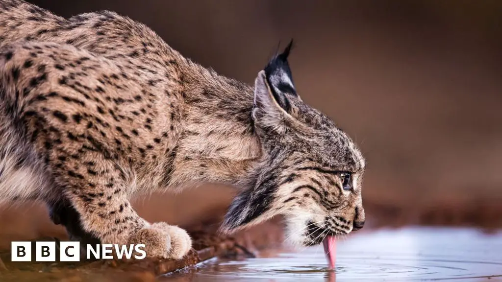 One of world’s rarest cats no longer endangered