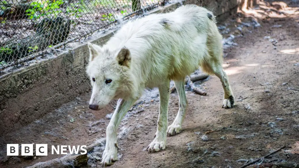 Jogger wounded by wolves at Thoiry park