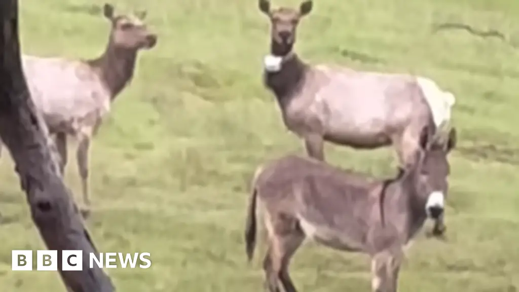 Pet donkey found ‘living best life’ with elk, five years after escape