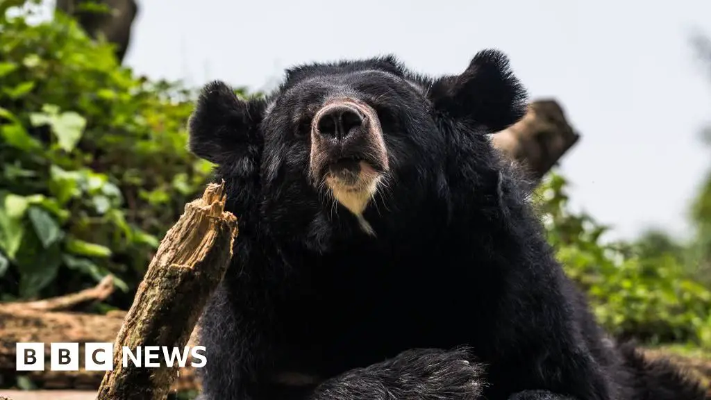 Man killed in suspected bear attack in central Japan