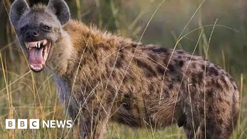 Escaped hyena causes panic in Nigerian city