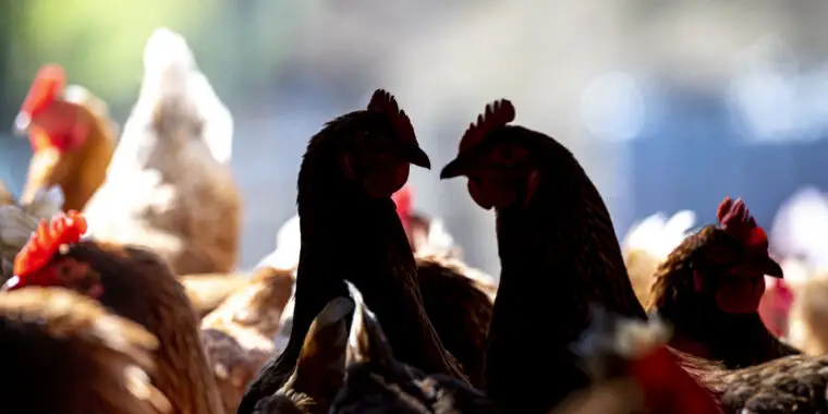 Human bird flu cases tick up; second Colorado poultry farm reports spread