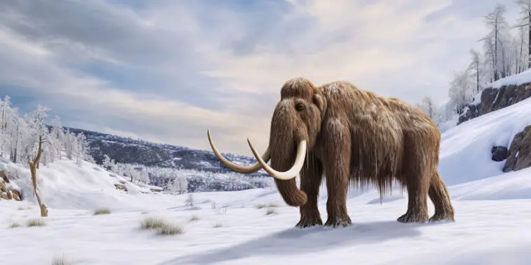 Frozen mammoth skin retained its chromosome structure