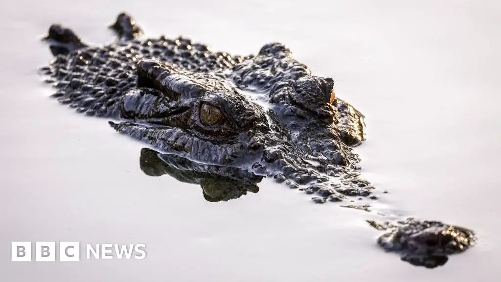 Fears for Australian child missing after croc attack