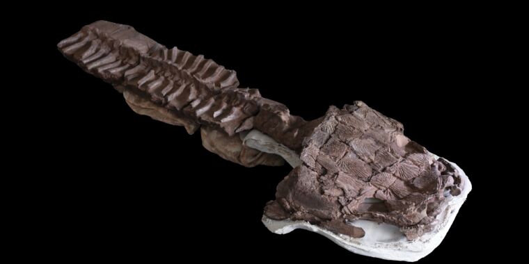 Giant salamander species found in what was thought to be an icy ecosystem