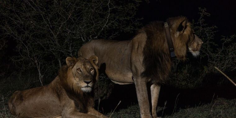 Lion brothers in search of mates just set a record for longest known swim