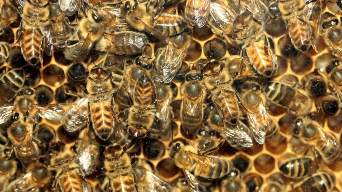 Honey – The Golden Treasure